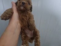 Toy poodle köpeğimiz
