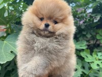 Satılık 2 tane safkan erkek yavru pomeranian