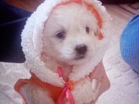 48 günlük maltese terrier