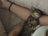 Bu küçük tekir bebeği ücretsiz sahiplendiriyorum