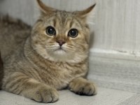 5 Aylık Dişi British Shorthair