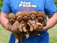 KORE TOY POODLE YAVRULARIMIZ