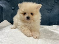 Pomeranian Yavrularımız Yeni Ailesini Arıyor