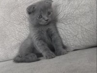 Acil Yavru scottish fold