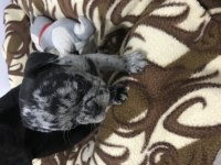 French bulldog yavru 40 günlük