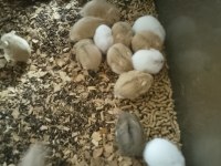 Toptan perakende gonzales hamster bebekler