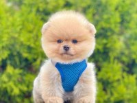 Safkan Pomeranian Boo Bebekler