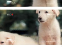 Solid White Alman çoban köpeği yavrular