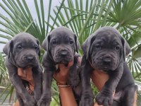 Cane corso yavrularımızı sahiplendirmek istiyoruz