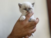 Irk Ve Sağlık Garanti Belgeli British Shorthair Yavruları