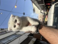 Sağlıklı Wc Eğitimli Scottish Fold
