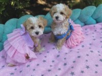 Maltipoo Mini Teacup Yavrularımız
