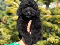 Siyah toy poodle kömür karası yavrumuz