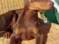 Kızıl asıl Doberman YAVRU