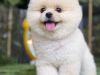 BEYAZ PUF BEBEK POMERANİAN