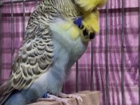 SHOW JUMBO MUHABBET KUŞU
