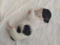 10 günlük yeni şitsu bebekler