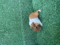 Guinepig yavruları İSTANBUL
