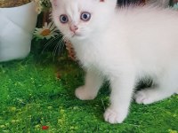 Dünya güzelli bebek kediler