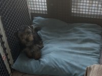 Safkan yakışıklı köpeğimiz