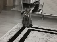 Oyuncu kedimiz duman british shorthair