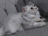 British longhair dişi diye aldık erkek çıktı