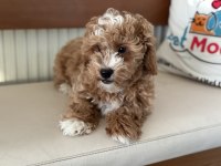 Petmode köpek çiftliğindrn maltipoo yavrumuz
