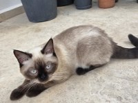 Erkek Çikolata Point British Shorthair