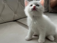 Dünya güzeli british longhair canlı görün