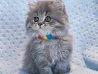 Çok tatlı minik prenses british longhair