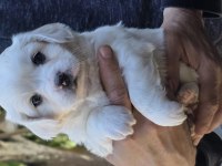 Sevimli bebiş köpekler