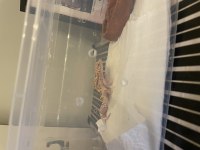 Leopard gecko