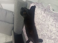 Full evcil tuvalet eğitimli scottish fold siyah kedimiz
