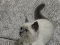 British Shorthair 3 Aylık Kedimiz