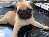 Pug mops erkek yavrumuz