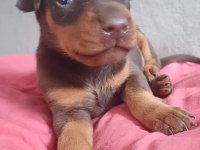 Sağlıklı Siyah Ve kızıl Doberman Yavrularımız