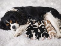 Muhteşem cavalier king charles bebekler tricolor bleinheim