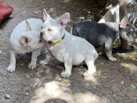 Egzotik french bulldog karma aşıları yapıldı