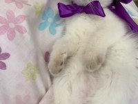 Oyuncu british shorthair kızlar kaliteli yavrular