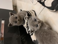 British shorthair yavru kedimiz