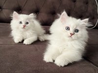 Safkan Erkek Dişi Kediler