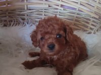 Toy Poodle köpeği