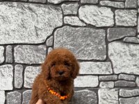 Toy poodle erkek bebek köpeğimiz