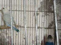 Cennet sevda papağanı mevcuttur
