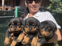Rottweiler FCI şecereli yavrular