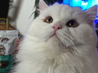 Chinchilla safkan erkek 1 yaşında