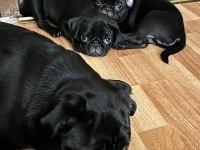 3 aylık erkek pug yavruları