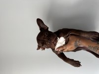 EXOTİC FRENCH BULLDOG