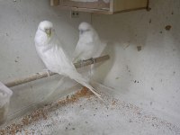 Jumbo albino çifti muhabbet kuşu