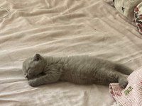 2 aylık scottish fold mia kızım